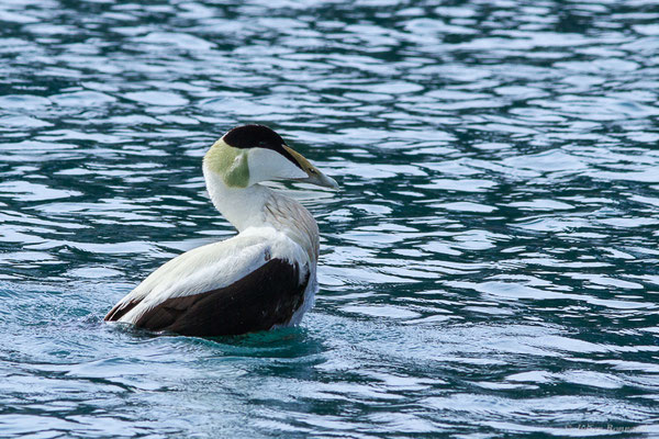 Eider à duvet — Somateria mollissima (Linnaeus, 1758), (Ciboure (64), France, le 05/04/2024)