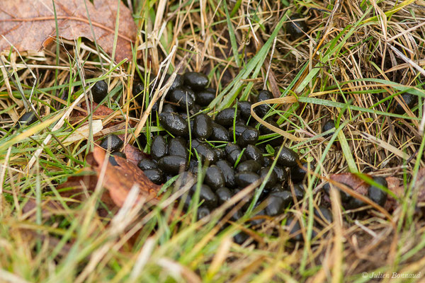 Moquette de Chevreuil européen — Capreolus capreolus (Linnaeus, 1758), (Arengosse (40), France, le 20/01/2021)