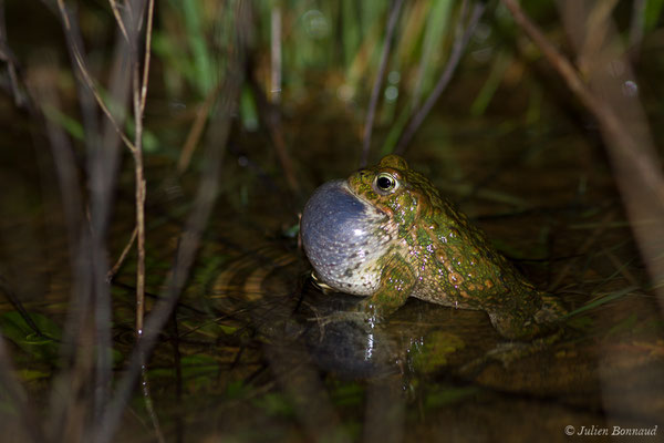Crapaud calamite — Epidalea calamita (Laurenti, 1768)