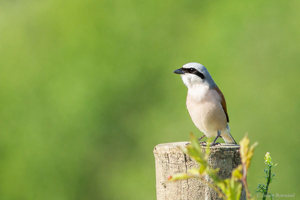 Pie-grièche écorcheur — Lanius collurio Linnaeus, 1758, (Ossun (65), France, le 31/05/2023)