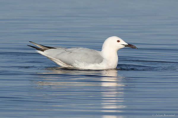 Goéland railleur — Chroicocephalus genei (Breme, 1839), (Parc Naturel du Delta de l'Ebre (Catalogne), Espagne, le 06/02/2022)
