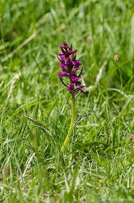Dactylorhize de mai — Dactylorhiza majalis (Rchb.) P.F.Hunt & Summerh., 1965