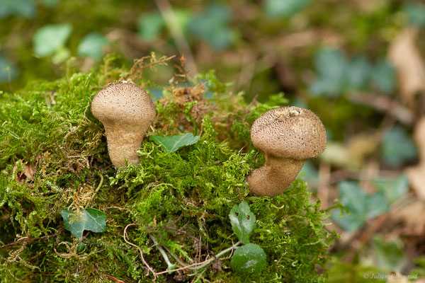 Vesse de loup perlée — Lycoperdon perlatum Pers., 1796, (Mendive (64), France, le 25/10/2022)