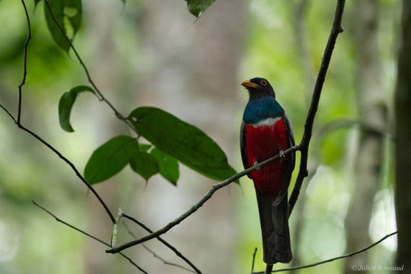 Trogon à queue noire — Trogon melanurus Swainson, 1838, (Saint-Laurent du Maroni, Guyane, le 16/06/2016)