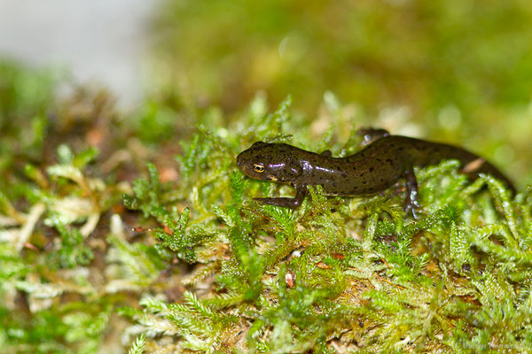 Triton de Bosca — Lissotriton boscai (Lataste, 1879)