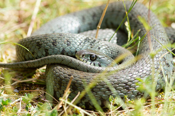 Couleuvre helvétique — Natrix helvetica (Lacepède, 1789), (Borce (64), France, le 18/05/2024)