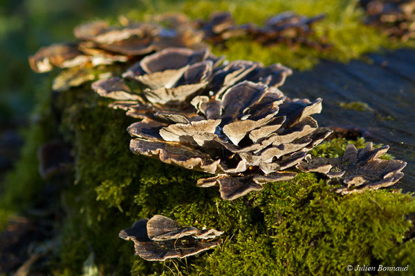 Tramète versicolore – Trametes versicolor (L.) Lloyd, 1920, (Pontivy (65), France, le 01/12/2017)