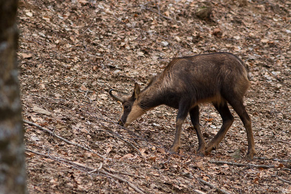 Isard – Rupicapra pyrenaica (Hermann, 1780), (Parc faunistique Lacuniacha, Huesca, Espagne, le 09/02/2020)