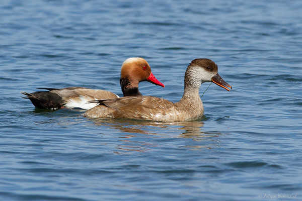 Nette rousse — Netta rufina (Pallas, 1773), (Parc Naturel du Delta de l'Ebre (Catalogne), Espagne, le 05/06/2022)
