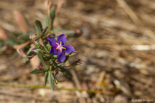 Lysimaque de Monnel ou Mouron de Monnel — Lysimachia monelli (L.) U.Manns & Anderb., 2009, (Parc national de Doñana, El Rocio (Andalousie), le 06/08/2020)