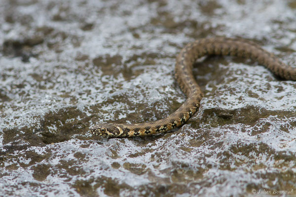 Couleuvre vipérine — Natrix maura (Linnaeus, 1758)