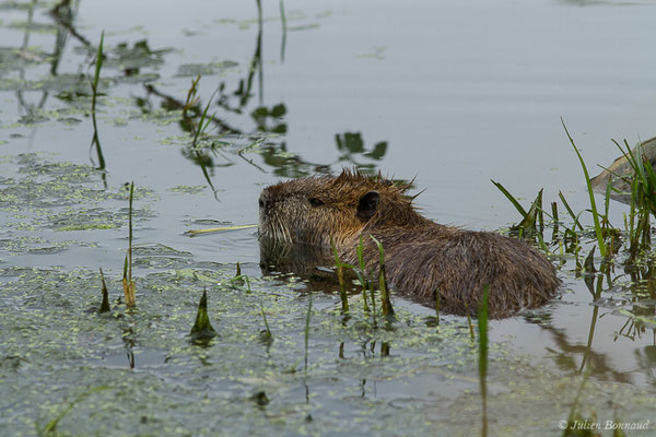Ragondin — Myocastor coypus (Molina, 1782), (Lacq (64), France, le 02/07/2020)