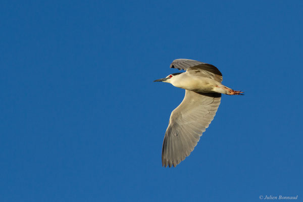Bihoreau gris — Nycticorax nycticorax (Linnaeus, 1758)