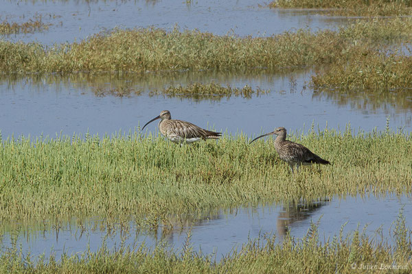 Courlis cendré — Numenius arquata (Linnaeus, 1758), (Marais de l'Odiel, Palos de la Frontera (Andalousie), le 07/08/2020)