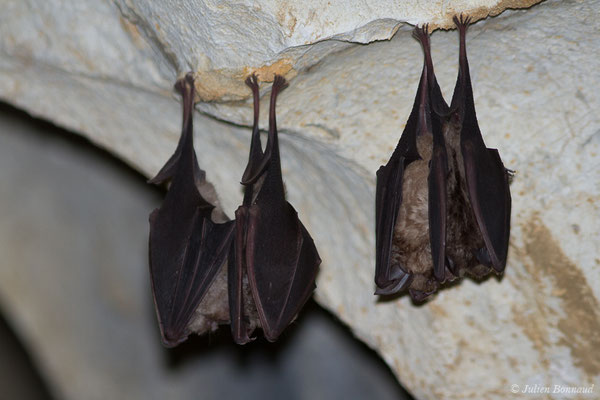 Grand rhinolophe – Rhinolophus ferrumequinum (Schreber, 1774), (Camous (65), France, le 09/03/2021)
