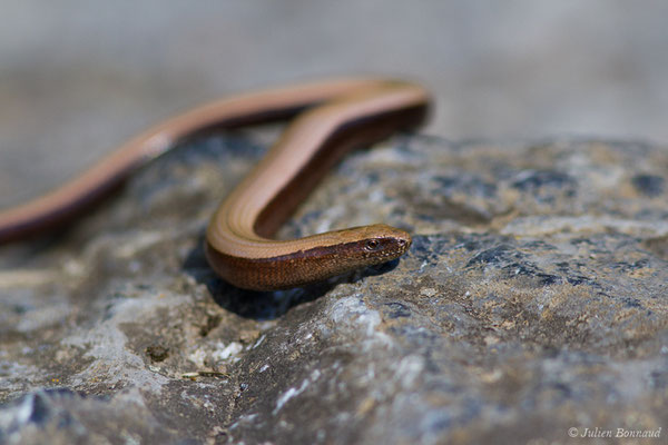 Orvet fragile — Anguis fragilis (Linnaeus, 1758)
