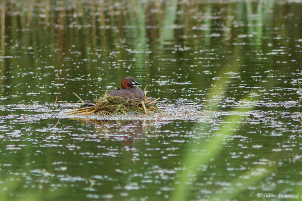Grèbe castagneux — Tachybaptus ruficollis (Pallas, 1764), (adulte sur son nid)  (réserve ornithologique Terre d'oiseaux, Braud-et-Saint-Louis (33), France, le 20/06/2018)