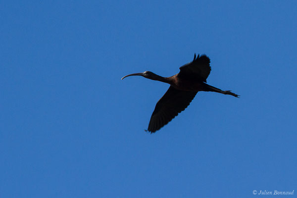 Ibis falcinelle — Plegadis falcinellus (Linnaeus, 1766), (Marais du Vigueirat (13), France, le 19/02/2020)