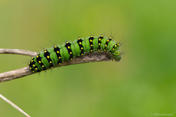 Petit Paon de Nuit — Saturnia pavonia (Linnaeus, 1758)