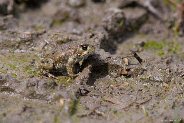 Crapaud calamite — Epidalea calamita (Laurenti, 1768)