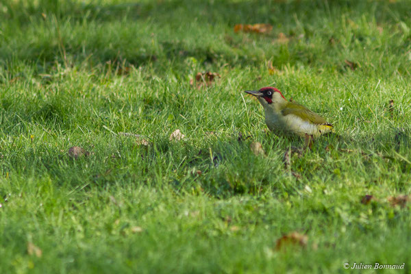 Pic vert — Picus viridis Linnaeus, 1758, (mâle adulte) (Pontivy (56), France, le 14/11/2017)
