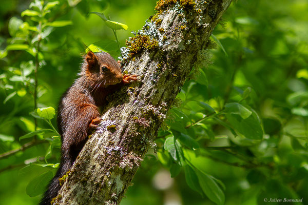 Écureuil roux — Sciurus vulgaris Linnaeus, 1758