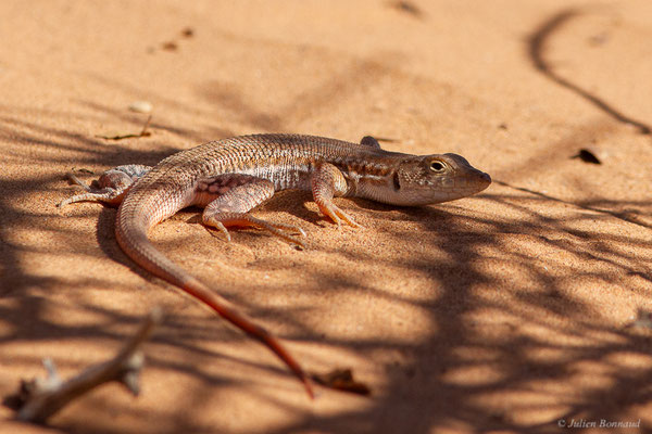 Acanthodactyle rugueux — Acanthodactylus boskianus (Daudin, 1802)