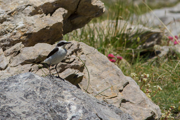 Traquet motteux — Oenanthe oenanthe (Linnaeus, 1758), (mâle adulte) (Col du Pourtalet, Laruns (64), France, le 06/07/2019)