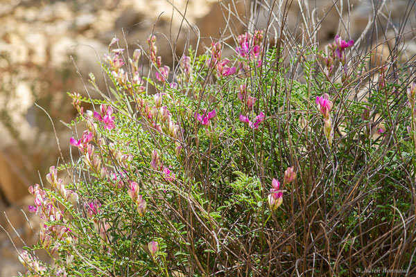 Sainfoin bas d'Europe — Hedysarum boveanum subsp. europaeum Guitt. & Kerguélen, 1991