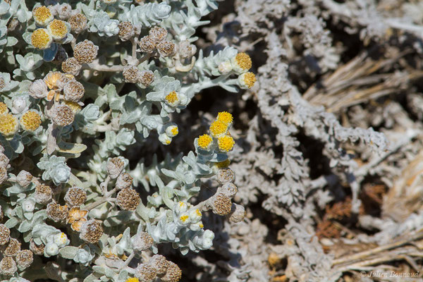 Diotis cotonneuse — Achillea maritima (L.) Ehrend. & YPGuo, 2005, (Îles Lavezzi, Bonifacio (2A), France, le 07/09/2019)