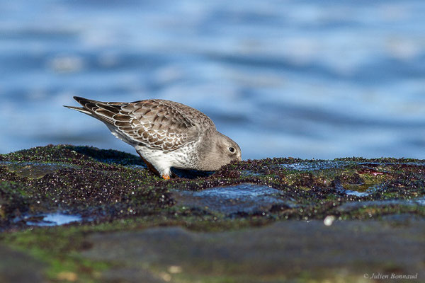 Bécasseau violet — Calidris maritima (Brünnich, 1764), (Tarnos (64), France, le 12/11/2022)