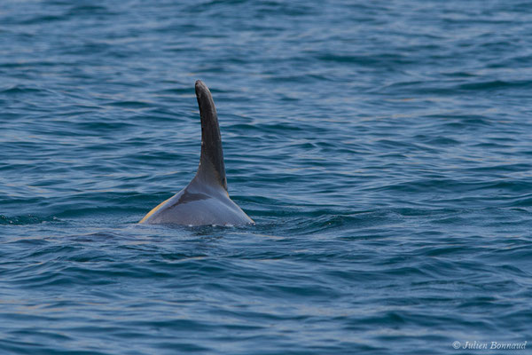 Grand dauphin commun ou Grand Dauphin – Tursiops truncatus (Montagu, 1821), Algarve (Portugal), le 31/08/2018)