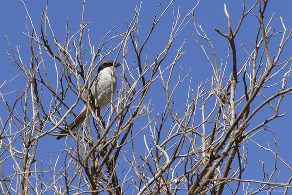 Pie-grièche grise — Lanius excubitor Linnaeus, 1758, (Betancuria, Fuerteventura, (Iles Canaries, Espagne), le 17/02/2022)