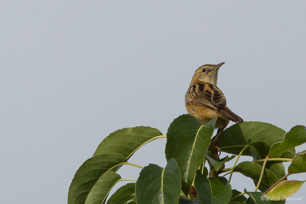 Cisticole des joncs (Cisticola juncidis) (Labastide-Monréjeau (64), France, le 23/07/2019)