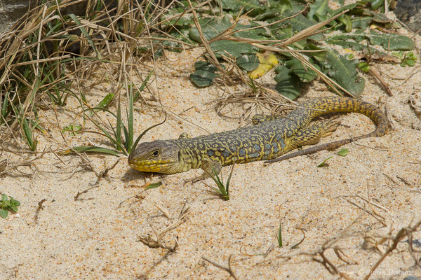 Lézard ocellé — Timon lepidus (Daudin, 1802), (femelle adulte) (Tarnos (64), France, le 13/03/2020)