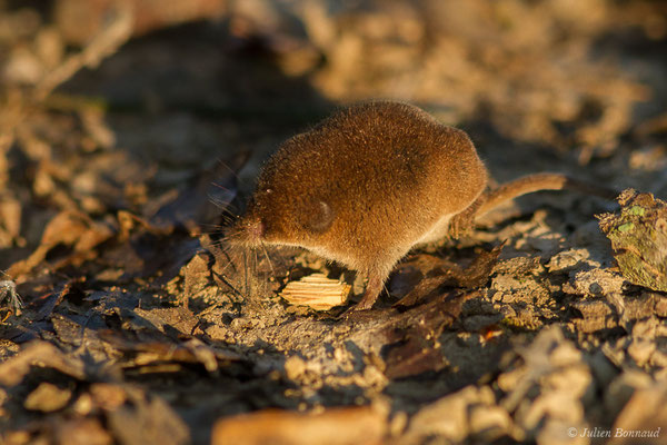 Musaraigne pygmée — Sorex minutus Linnaeus, 1766