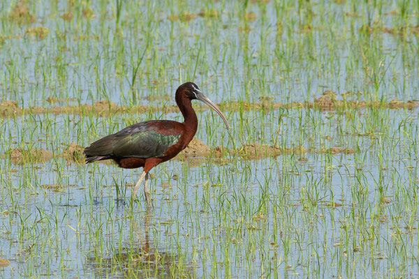 Ibis falcinelle — Plegadis falcinellus (Linnaeus, 1766), (Parc Naturel du Delta de l'Ebre (Catalogne), Espagne, le 06/06/2022)