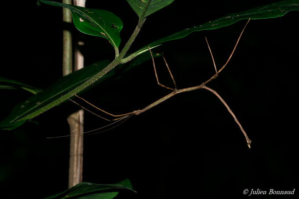 (Phanocloidea muricata) (mâle juvénile) (Sentier Vidal, Remire-Montjoly, le 18/08/2015)