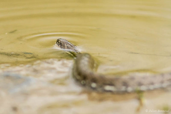 Couleuvre vipérine — Natrix maura (Linnaeus, 1758)