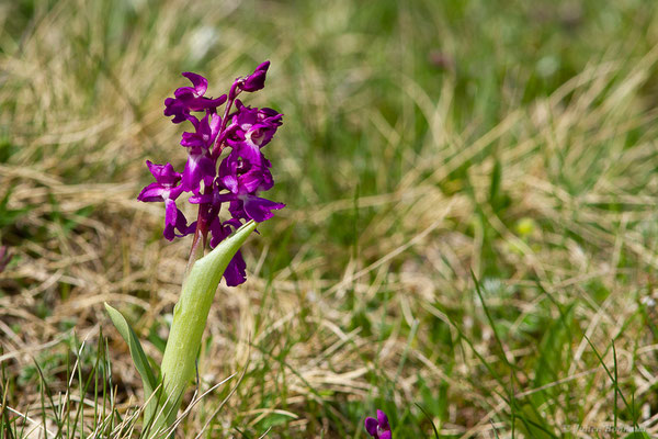 Orchis mâle — Orchis mascula (L.) L., 1755