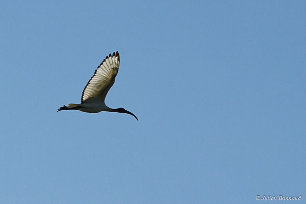 Ibis sacré — Threskiornis aethiopicus (Latham, 1790), (adulte) (Réserve Naturelle des Marais de Séné (56), France, le 19/11/2017)