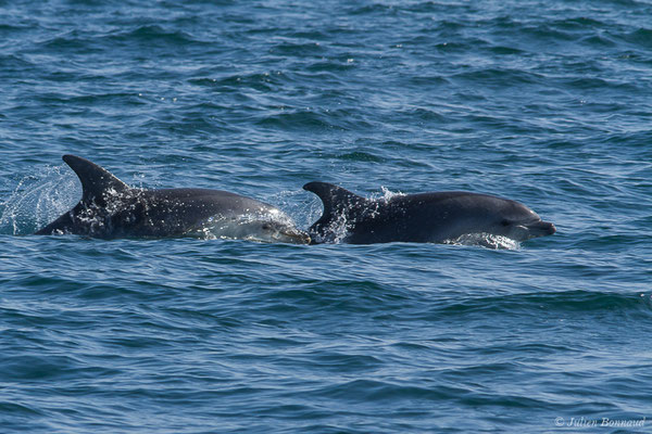 Grand dauphin commun ou Grand Dauphin – Tursiops truncatus (Montagu, 1821), (Saint-Jean-de-Luz (64), France, le 20/04/2019)