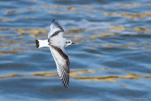 Mouette pygmée — Hydrocoloeus minutus (Pallas, 1776), (Capbreton (40), France, le 02/12/2022)