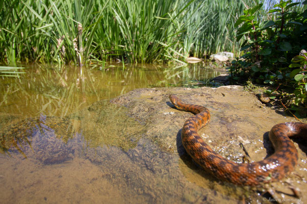 Couleuvre vipérine — Natrix maura (Linnaeus, 1758)