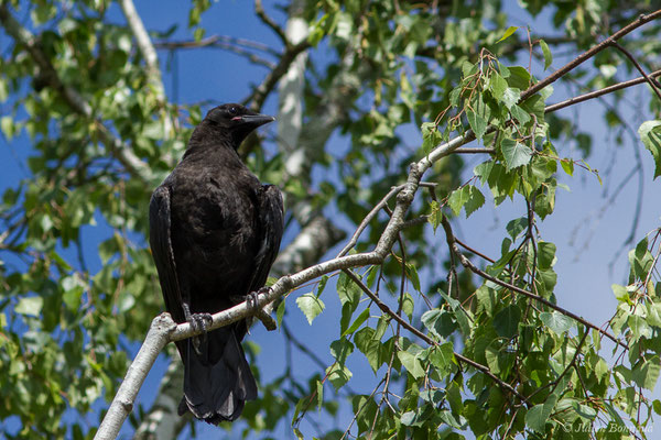 Corneille noire — Corvus corone Linnaeus, 1758, (juvénile) (Pau (64), France, le 06/06/2021)