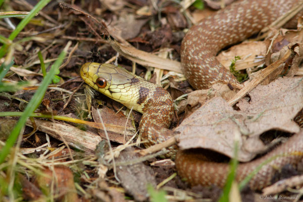 Couleuvre d'Esculape — Zamenis longissimus (Laurenti, 1768)