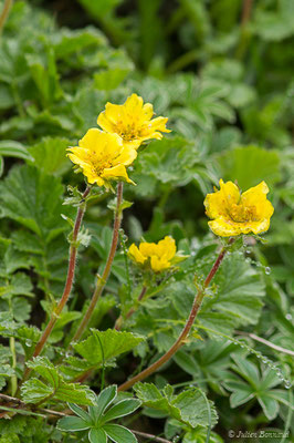 Benoite des montagnes — Geum montanum L., 1753, (Station de ski de Gourette, Eaux Bonnes (65), France, le 15/06/2020)