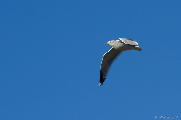 Goéland cendré — Larus canus Linnaeus, 1758, (Hillion, Baie de Saint-Brieuc (22), France, le 11/01/2018)