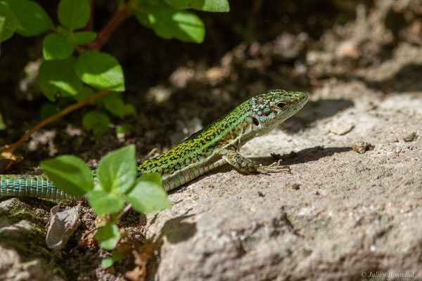 Lézard des Pityuses — Podarcis pityusensis (Boscá, 1883)