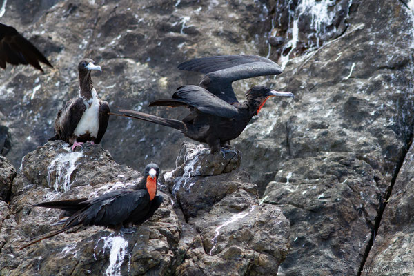 Frégate superbe — Fregata magnificens Mathews, 1914, (mâles adultes), (Île du Grand Connétable, Guyane, le 09/08/2017)